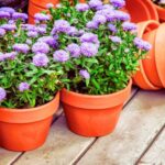 Comment multiplier les asters ?