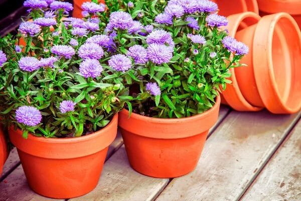 Comment multiplier les asters ?