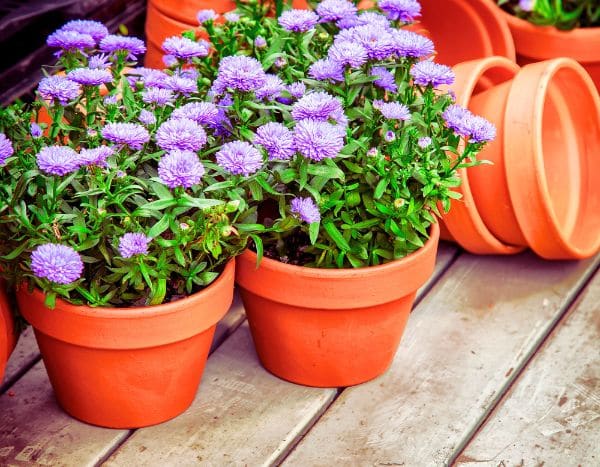 Comment multiplier les asters ?