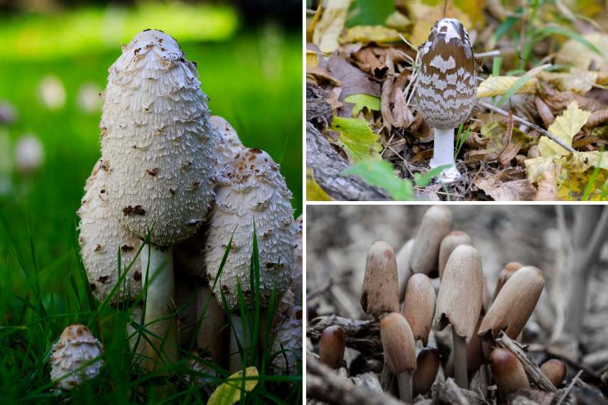 champignon comestible qui pousse au jardin 