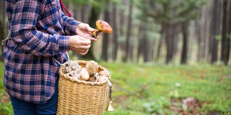 regles loi sur la récolte des champignons