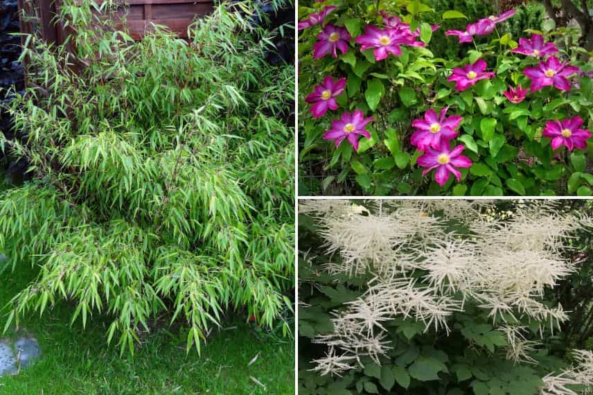 Fargesia rufa, Clematis Kakio (Pink Champagne), Aruncus dioicus sylvestris