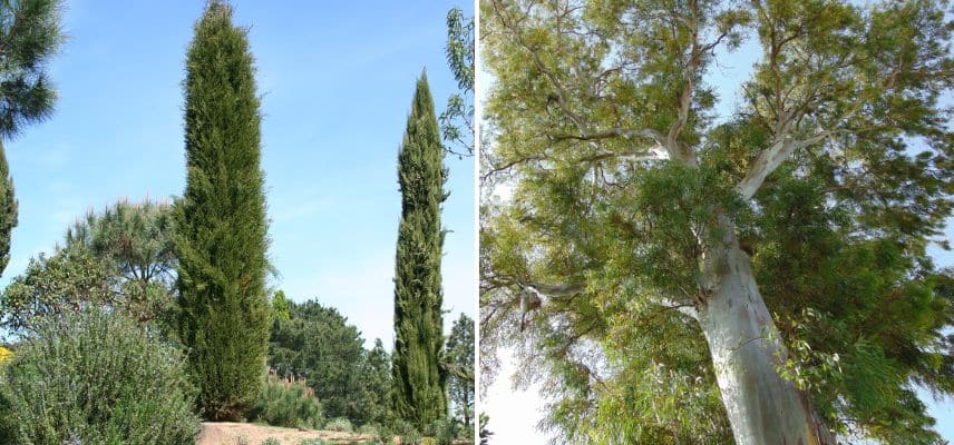 Cyprès de Provence (Cupressus sempervirens) et Eucalyptus (Eucalyptus globulus)