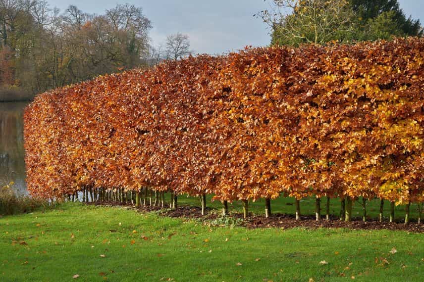 arbres et arbustes à feuilles marcescentes