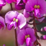 Hardenbergia : comment le protéger du froid et l’hiverner ?