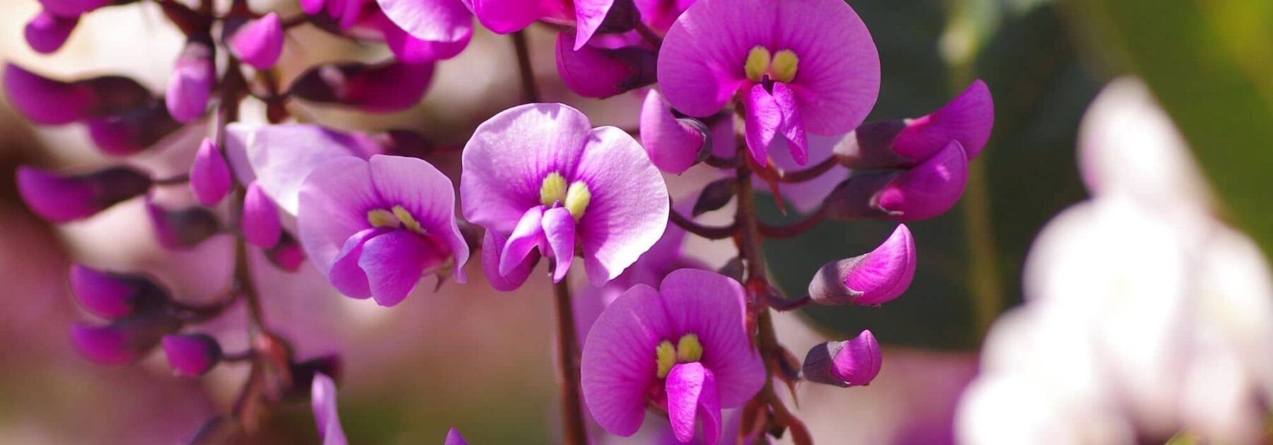 Hardenbergia : comment le protéger du froid et l’hiverner ?