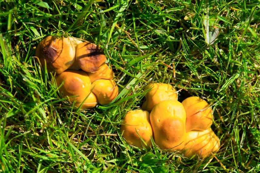 champignons dans le jardin