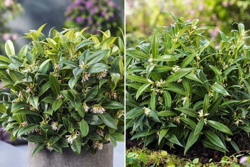 fleurs de Sarcococca