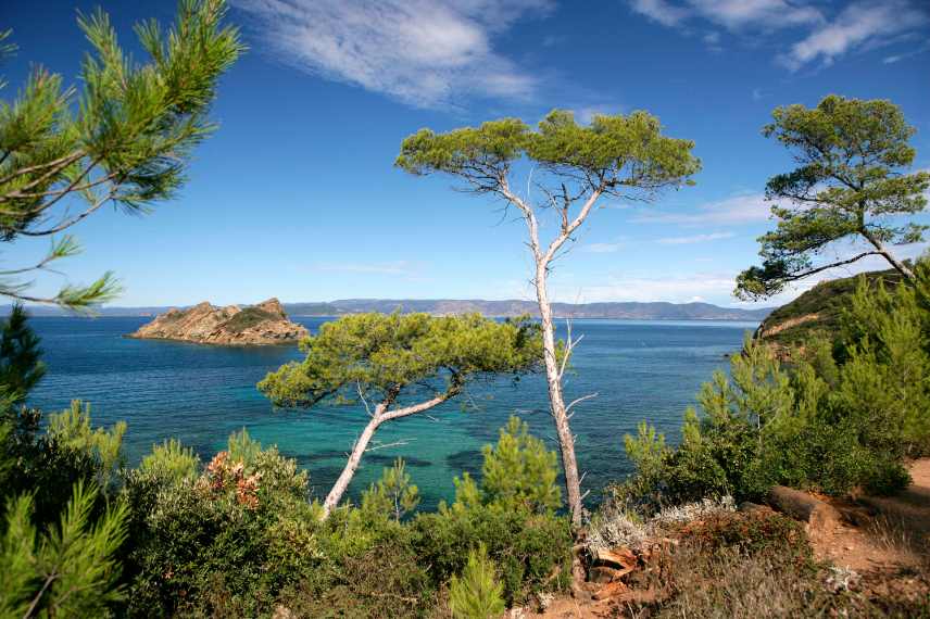 plantes vegetaux poussant sous les pins pinede