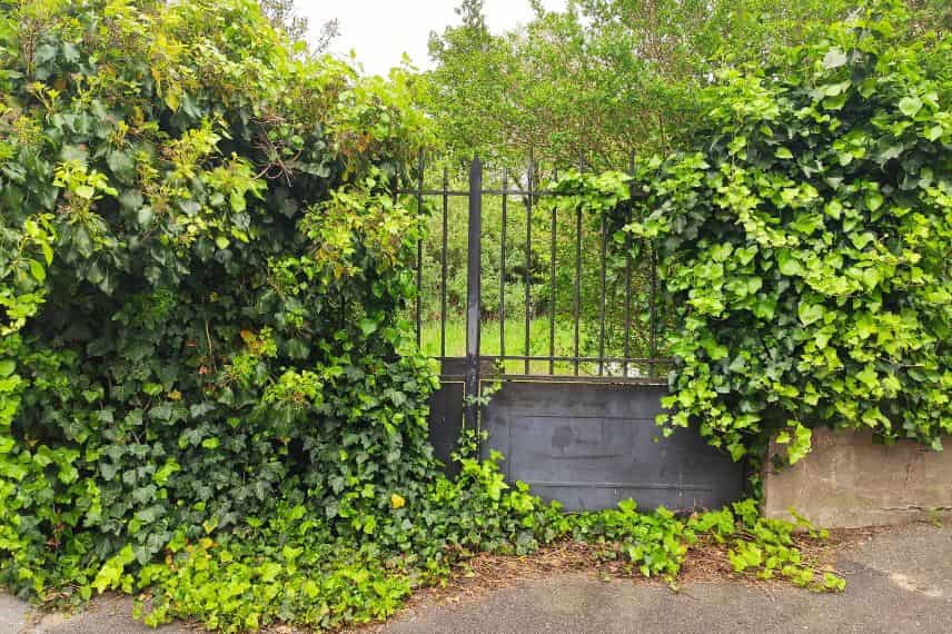 les plantes envahissantes au jardin