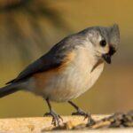 Quelle mangeoire choisir pour attirer quels oiseaux ?