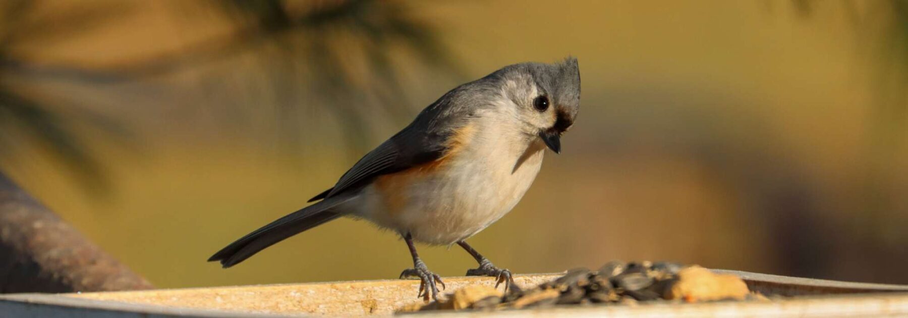 Quelle mangeoire choisir pour attirer quels oiseaux ?