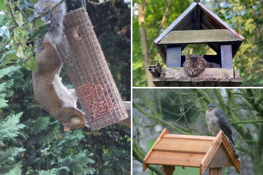 mangeoires oiseaux prédateurs