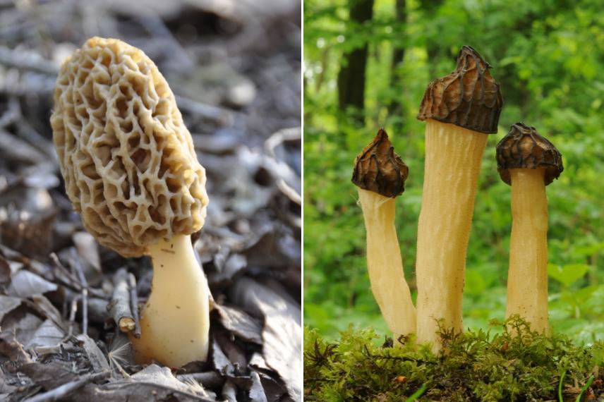 champignons du jardin savoureux