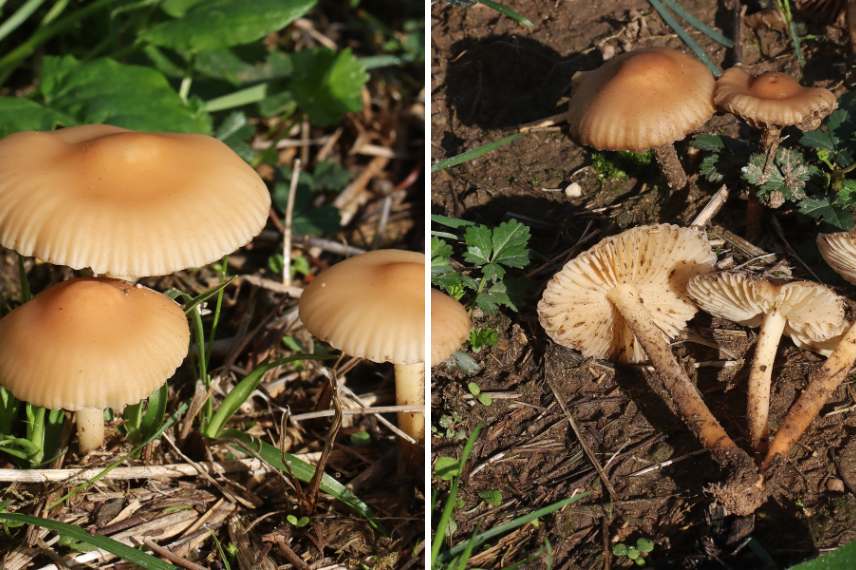 champignons jardin comestibles