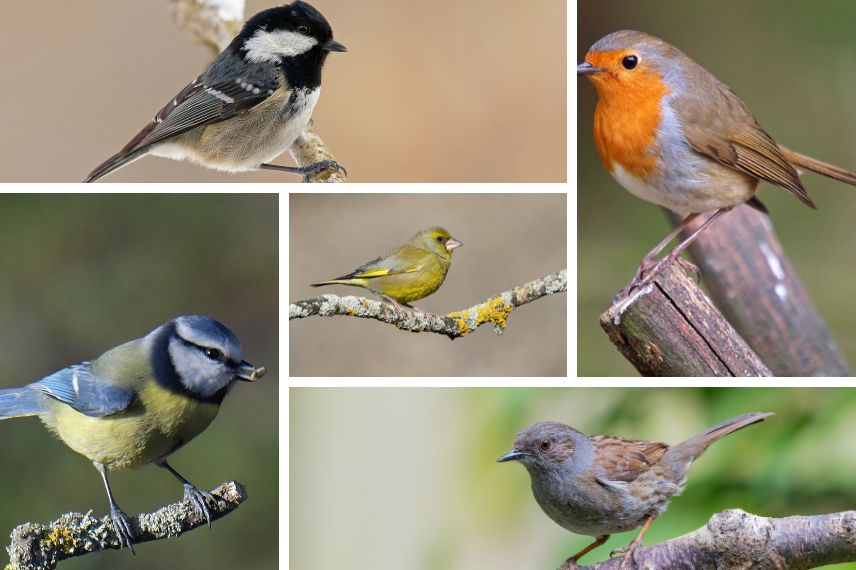 mangeoires oiseaux du jardin