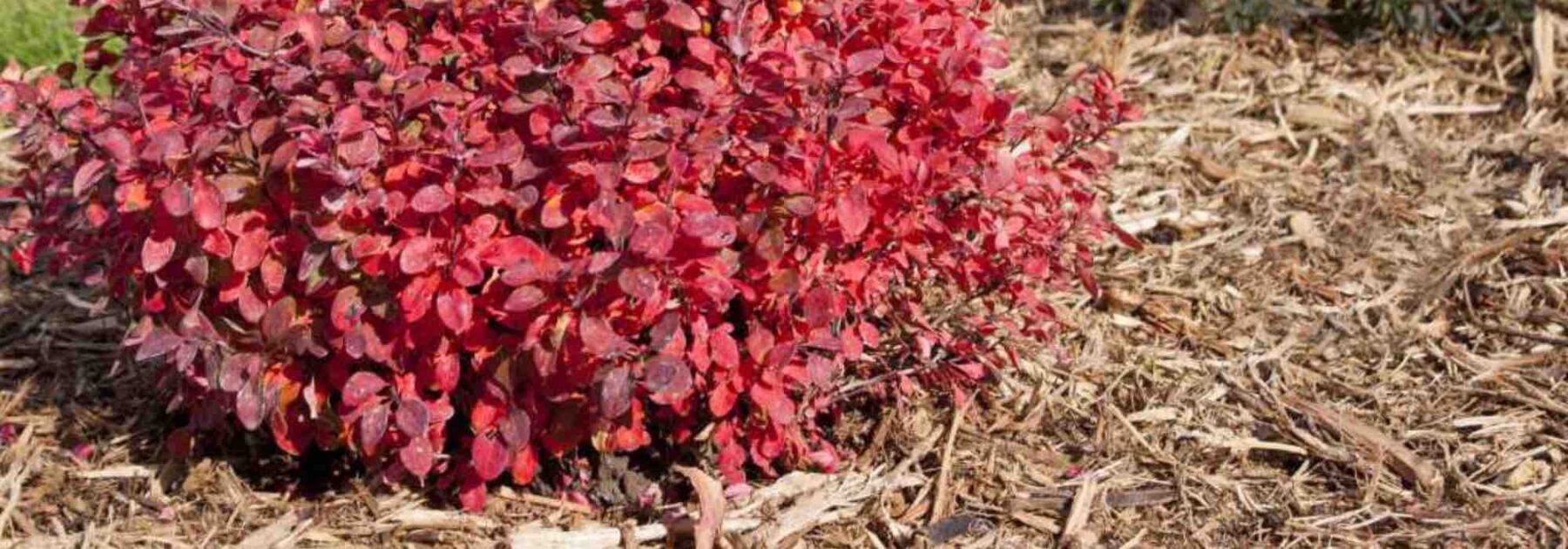 Quel paillage choisir pour protéger les plantes du froid ?