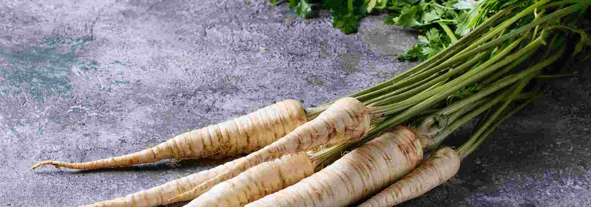 Panais : comment choisir la meilleure variété ?