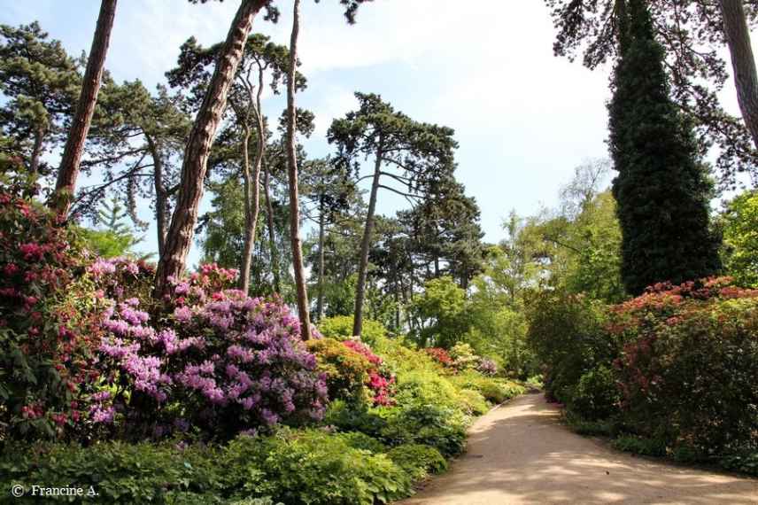 Plantes poussant sous les pins