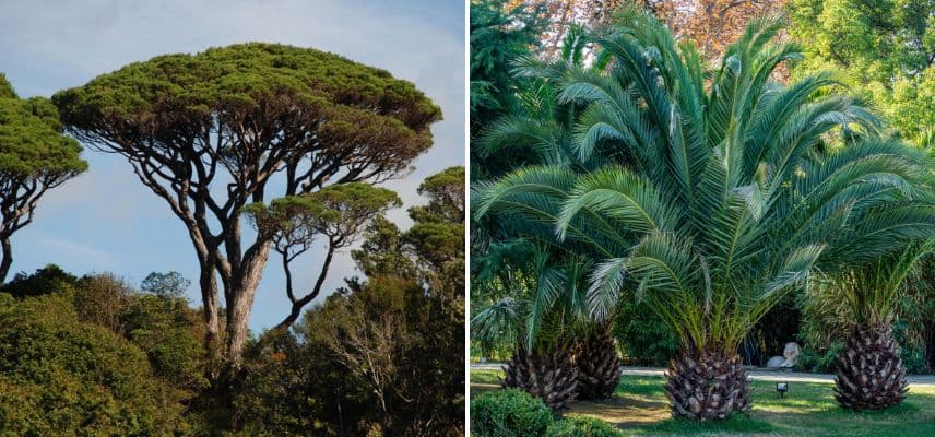 deux arbres pour sol sableux du sud