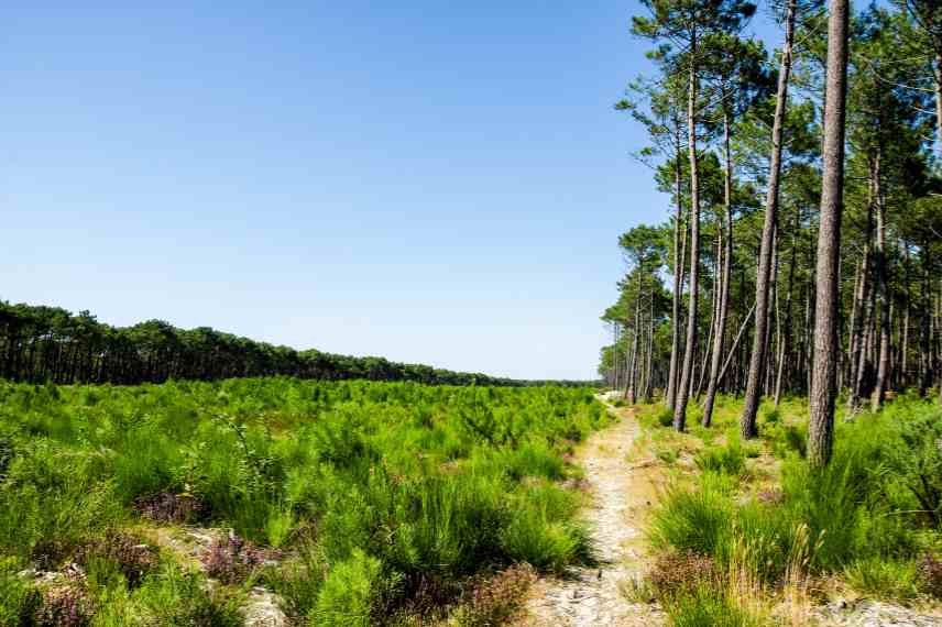 Plantes pouvant pousser sous les pins