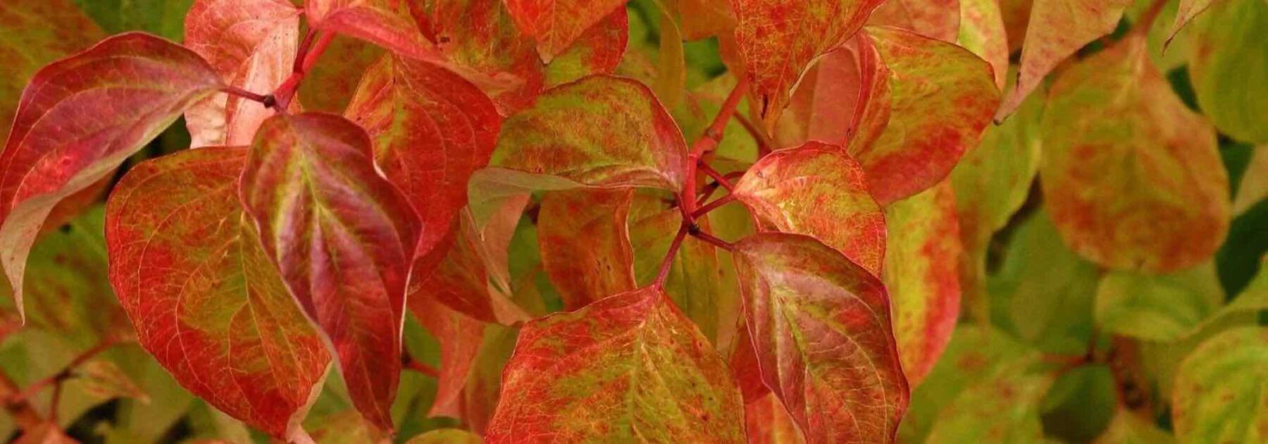 9 plantes incontournables pour animer le jardin en automne