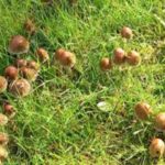 Champignons dans la pelouse : que faire ?