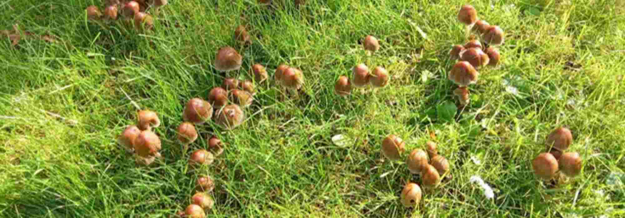 Champignons dans la pelouse : que faire ?