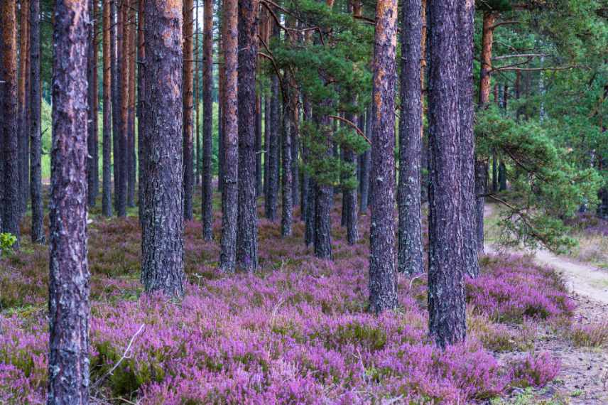 Forêt de pins, bruyères