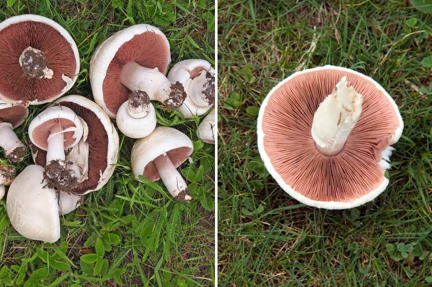 champignons comestibles jardin