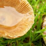 Quels champignons du jardin ramasser et consommer ?