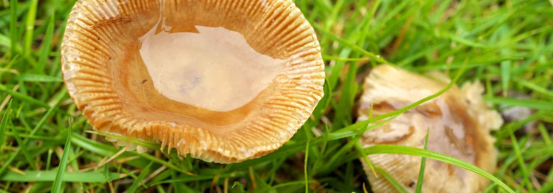 Quels champignons du jardin ramasser et consommer ?