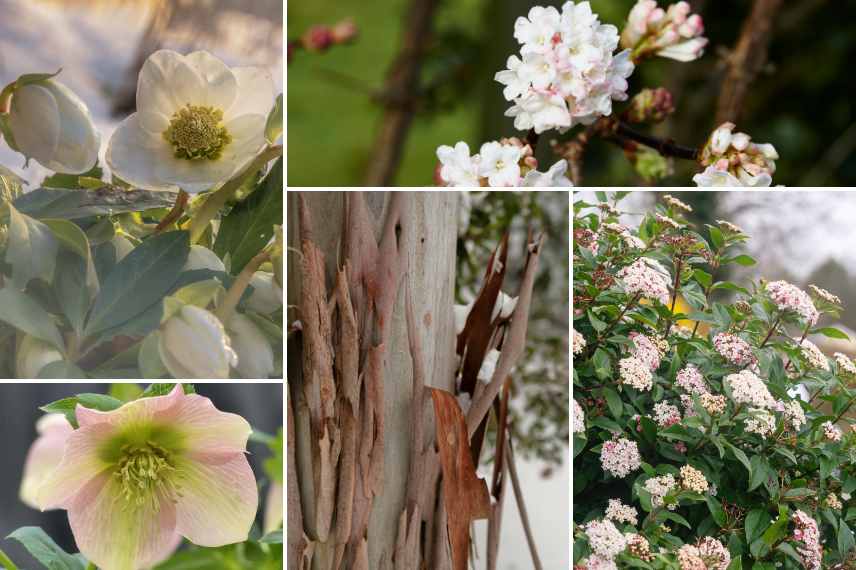 jardin couleurs douces pastel hiver