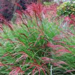 Quand et comment tailler les miscanthus ?