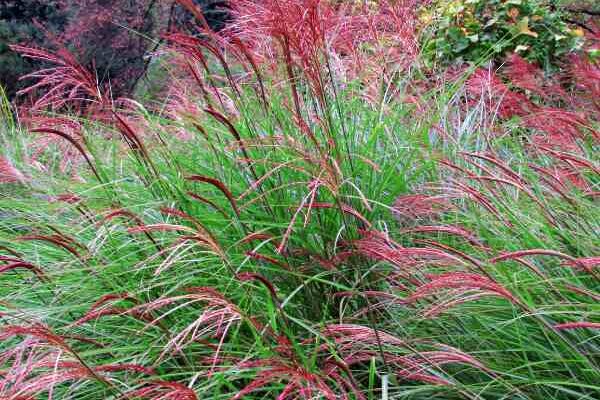 Quand et comment tailler les miscanthus ?