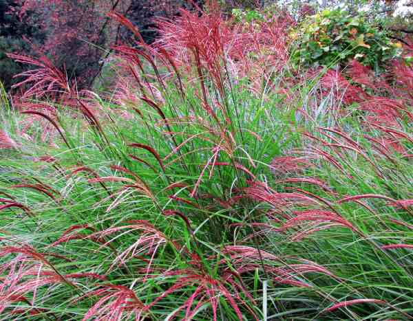 Quand et comment tailler les miscanthus ?