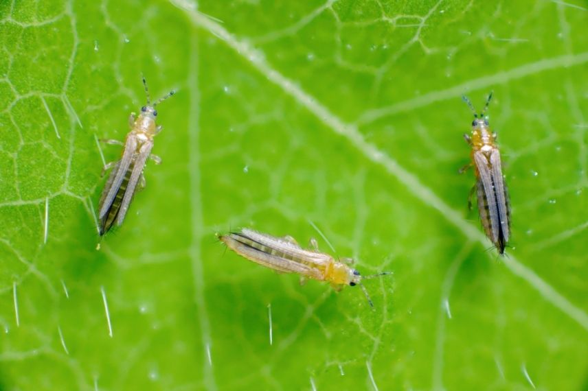 thrips parasites asparagus