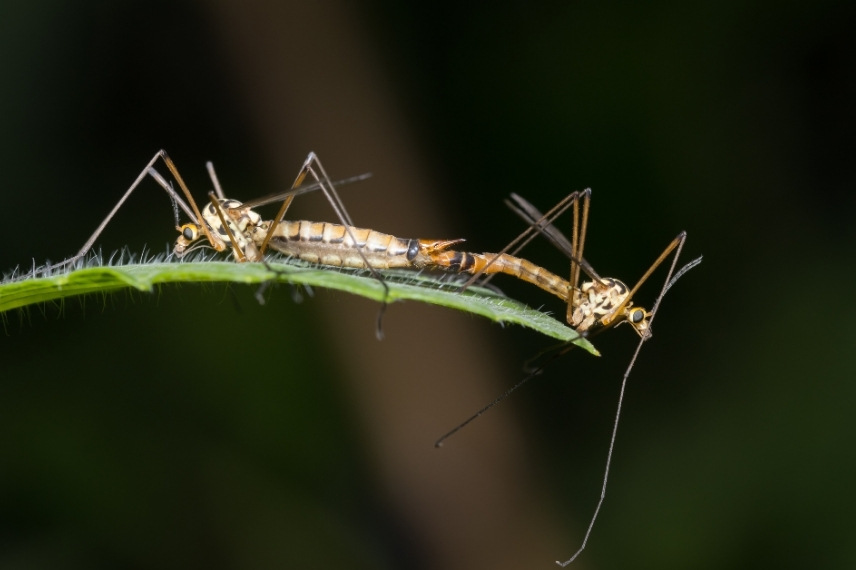 tipule cousin accouplement