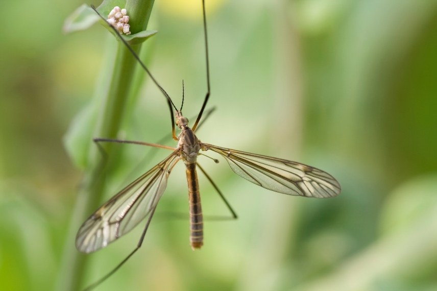 tipule cousin identification 