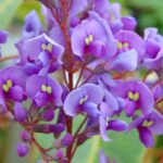 Comment multiplier l’Hardenbergia ?