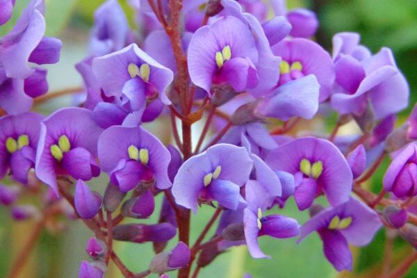 Comment multiplier l’Hardenbergia ?