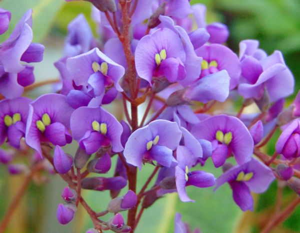 Comment multiplier l’Hardenbergia ?