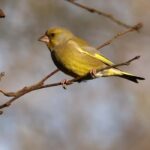 Le Verdier d'Europe : accueillir cet oiseau au jardin