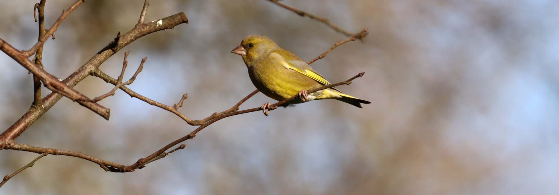 Le Verdier d'Europe : accueillir cet oiseau au jardin