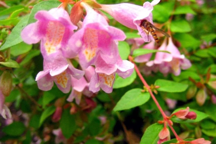 fleurs roses d'abelia