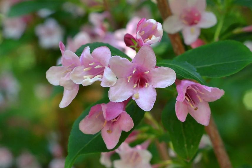 fleurs roses d'abelia