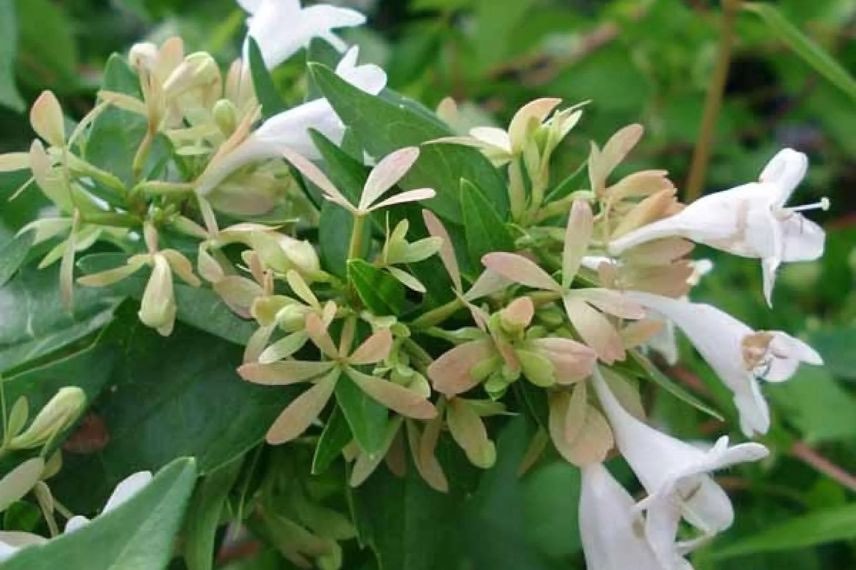 fleurs blanches d'abelia