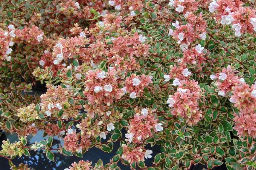 buisson d'abelia en fleurs