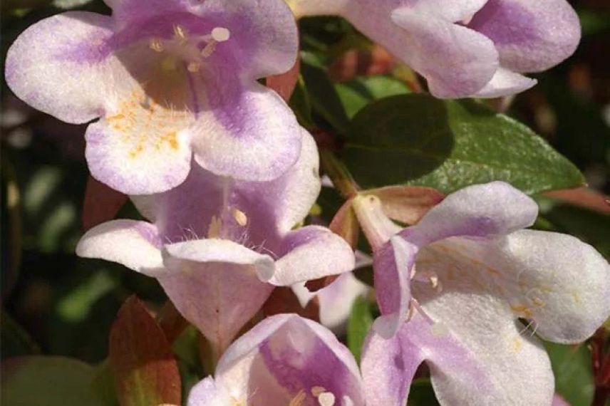 fleurs roses d'abelia