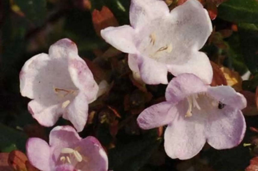 fleurs d'abelia